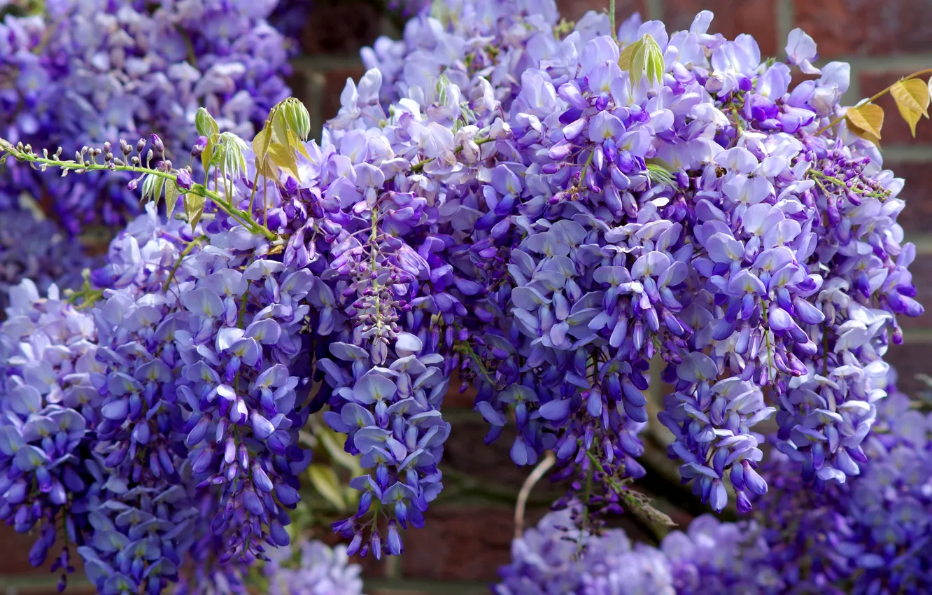 Photo wallpaper flowers, branches, spring, garden, purple, flowers, flowering, a lot