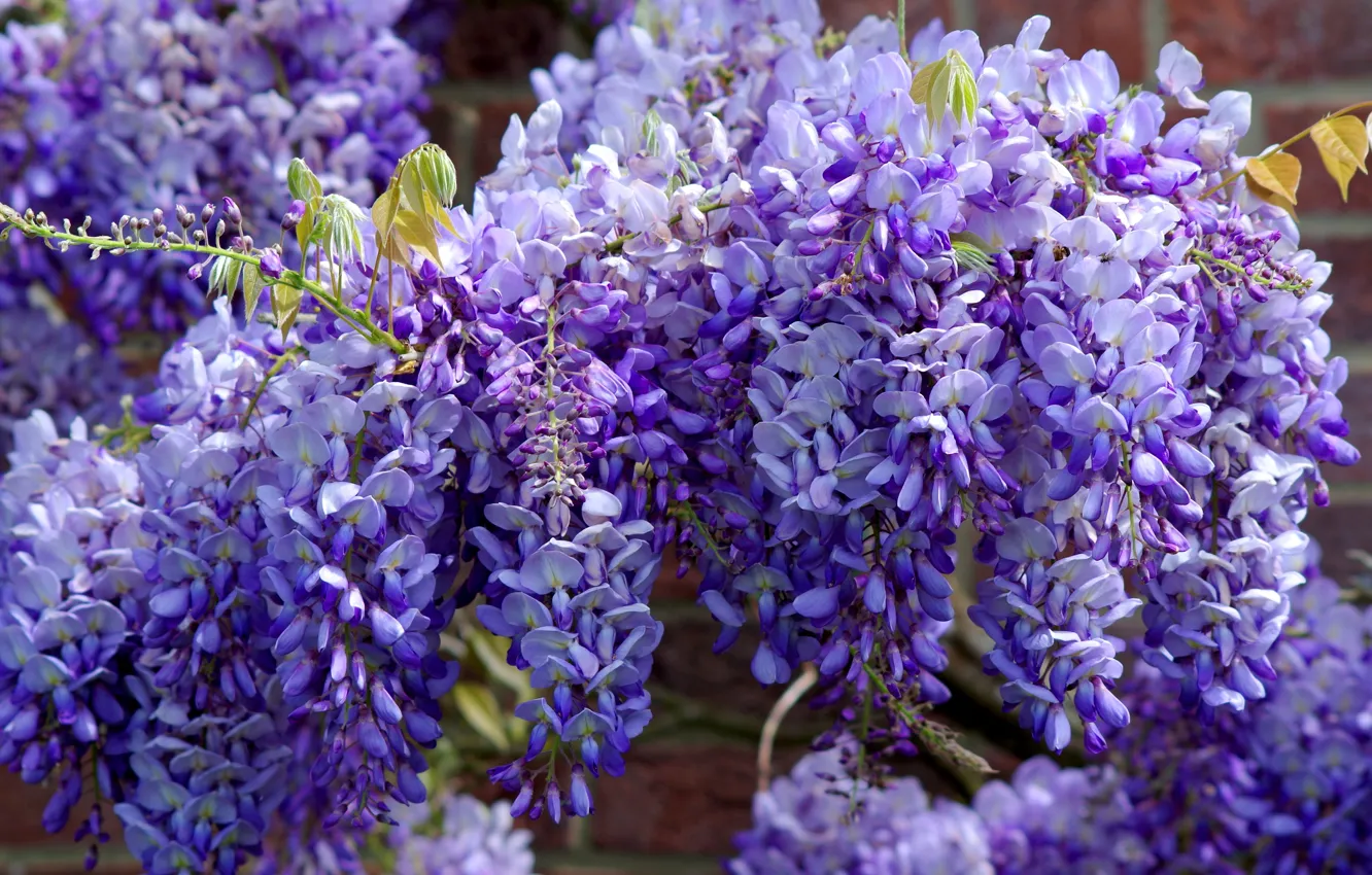 Photo wallpaper purple, flowers, branches, spring, garden, flowers, flowering, a lot