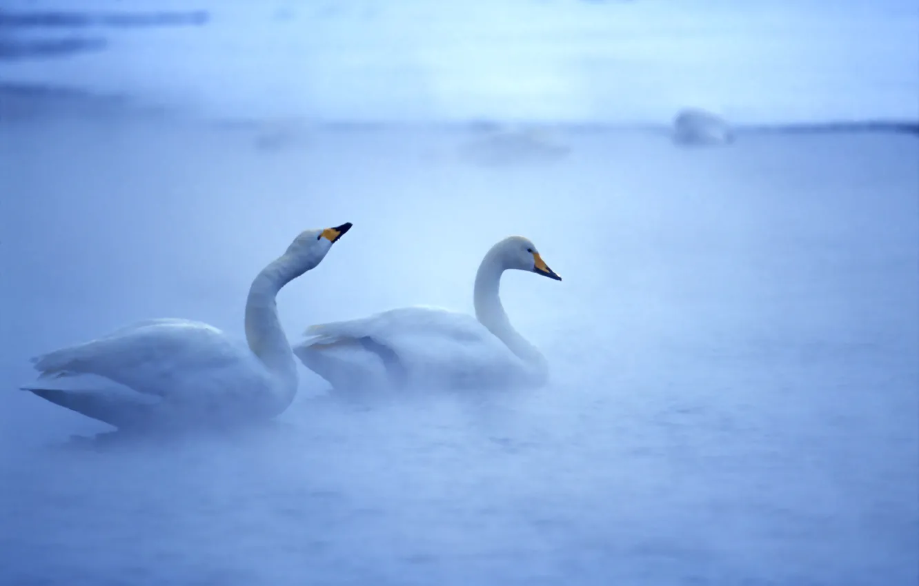 Photo wallpaper water, bird, swans