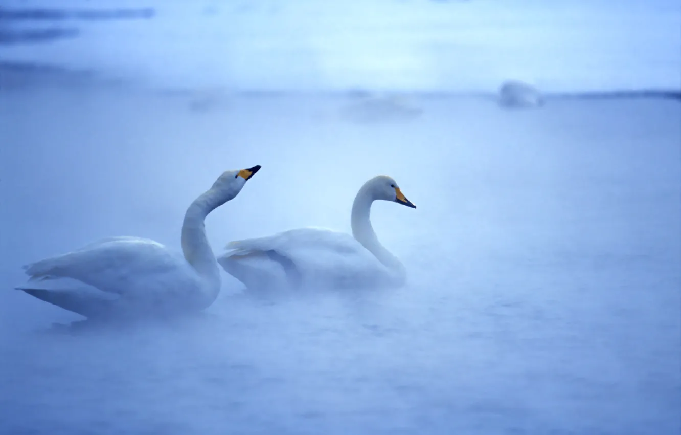 Photo wallpaper water, birds, swans