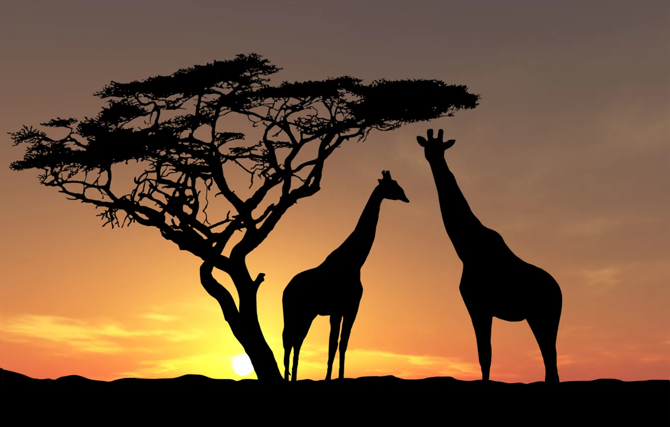 Photo wallpaper animals, the sky, the sun, trees, the evening, giraffes, Africa, sunset