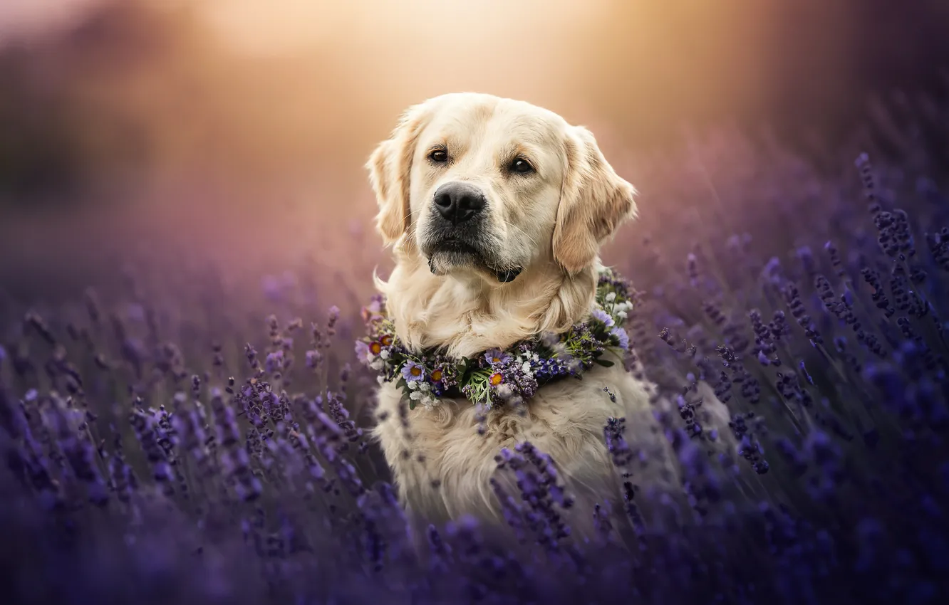 Photo wallpaper face, flowers, portrait, dog, wreath, lavender, Golden Retriever, Golden Retriever