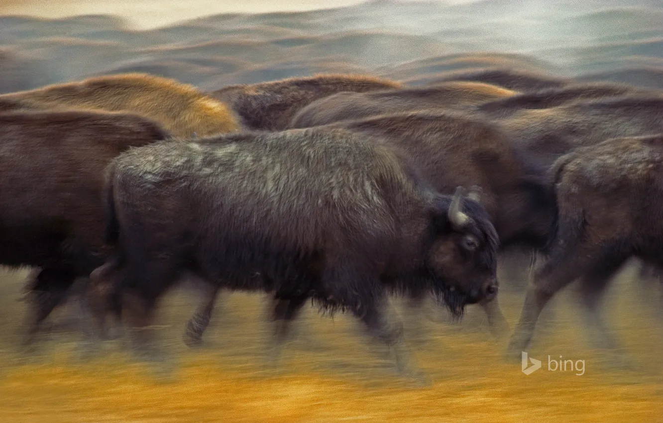 Photo wallpaper movement, USA, the herd, South Dakota, Buffalo, Fort Pierre