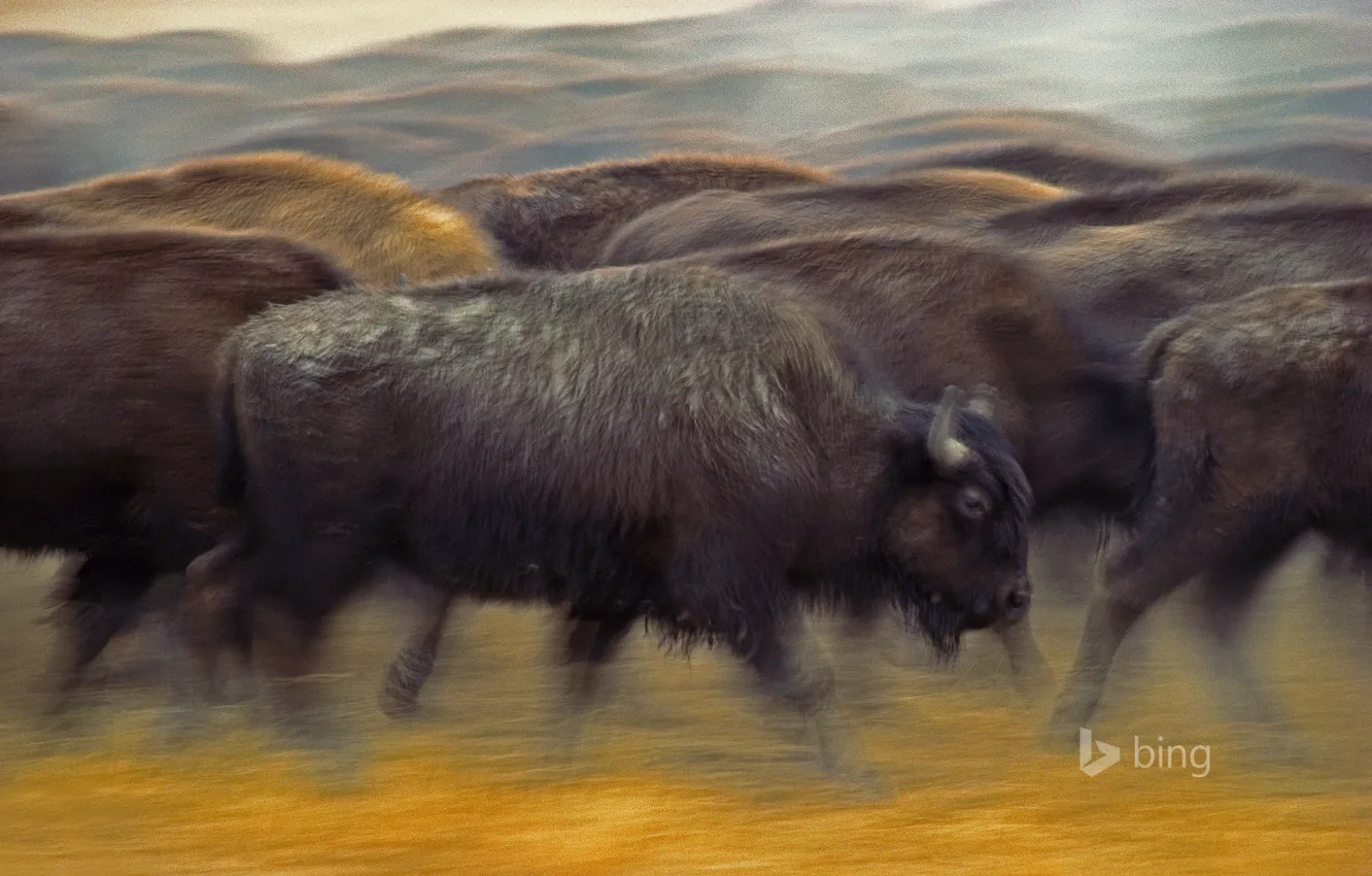 Photo wallpaper movement, USA, the herd, Buffalo, South Dakota, Fort Pierre