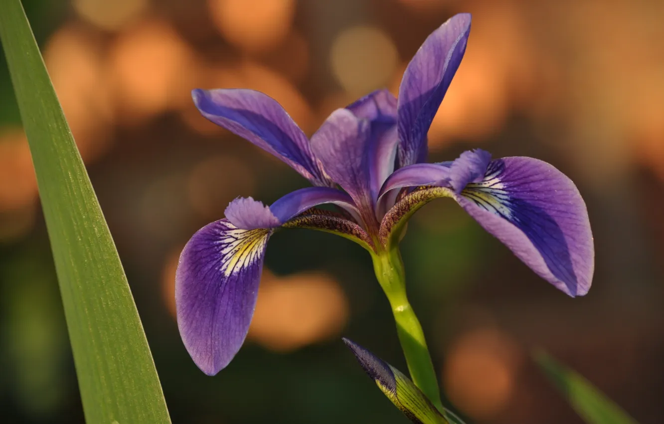 Photo wallpaper flowers, flower, macro, iris, iris
