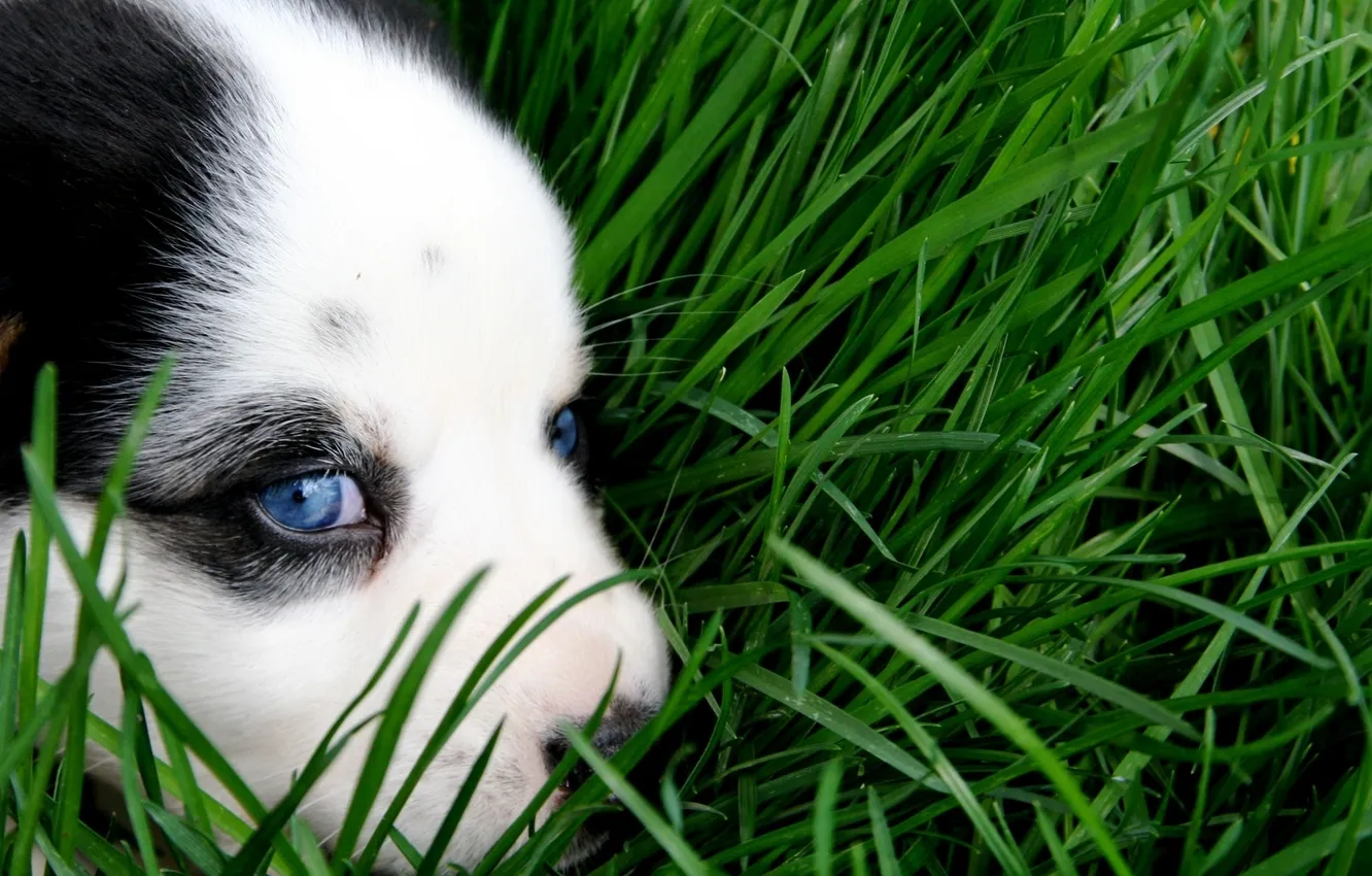 Photo wallpaper green, grass, puppy, eyes, dog, animal, sweet, cute