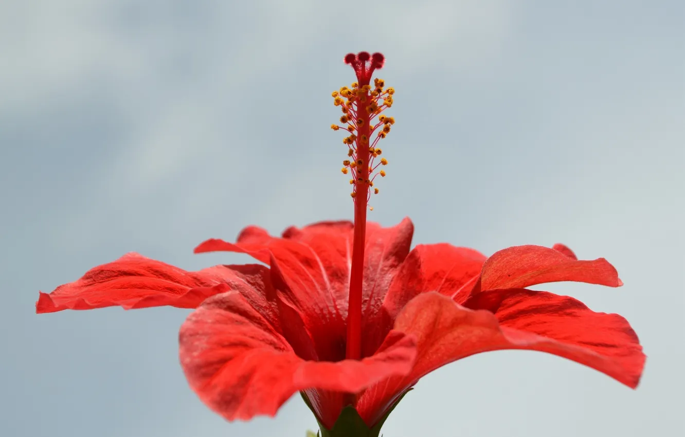 Photo wallpaper macro, red, hibiscus