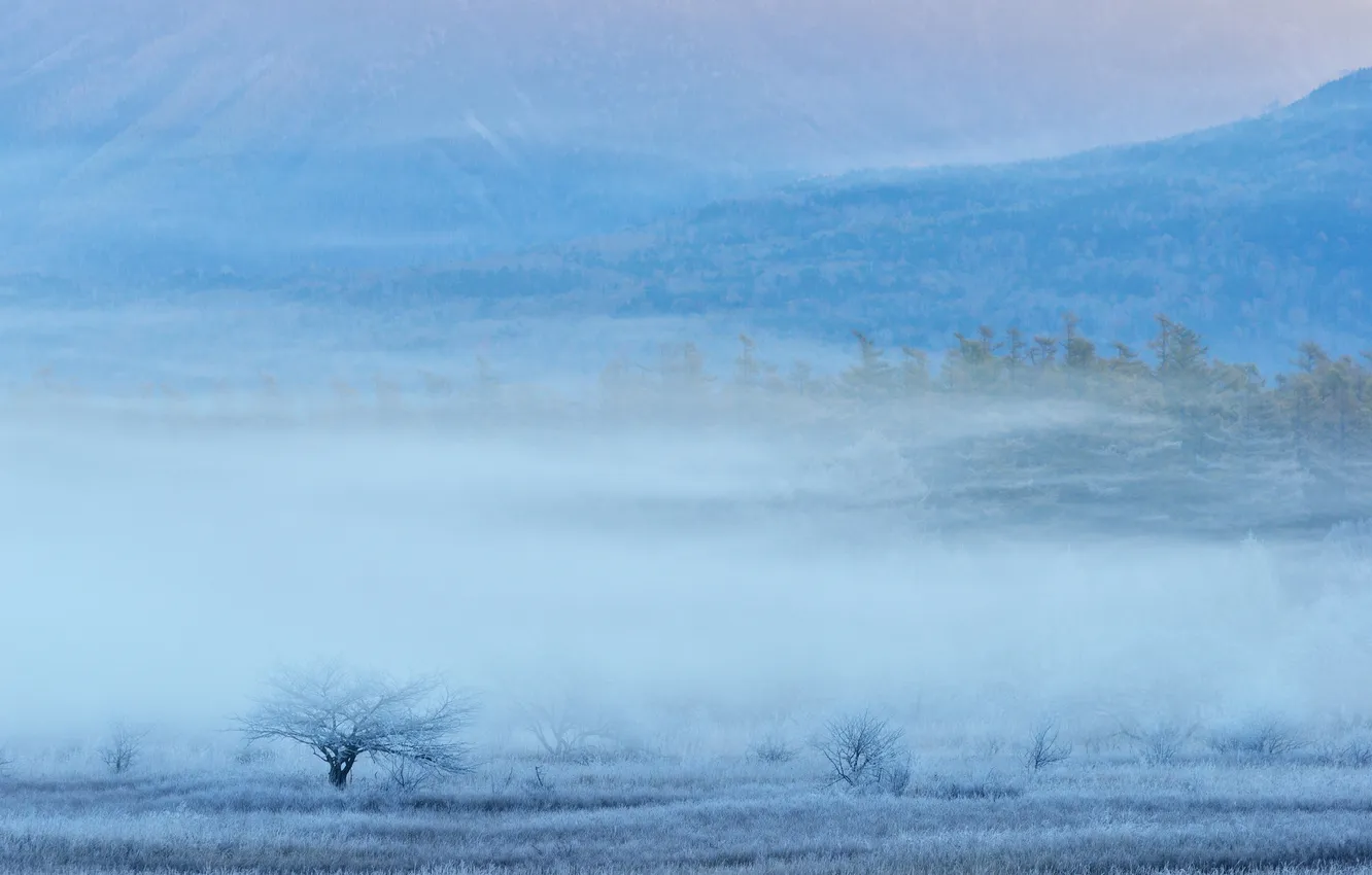 Photo wallpaper frost, grass, trees, mountains, fog, valley