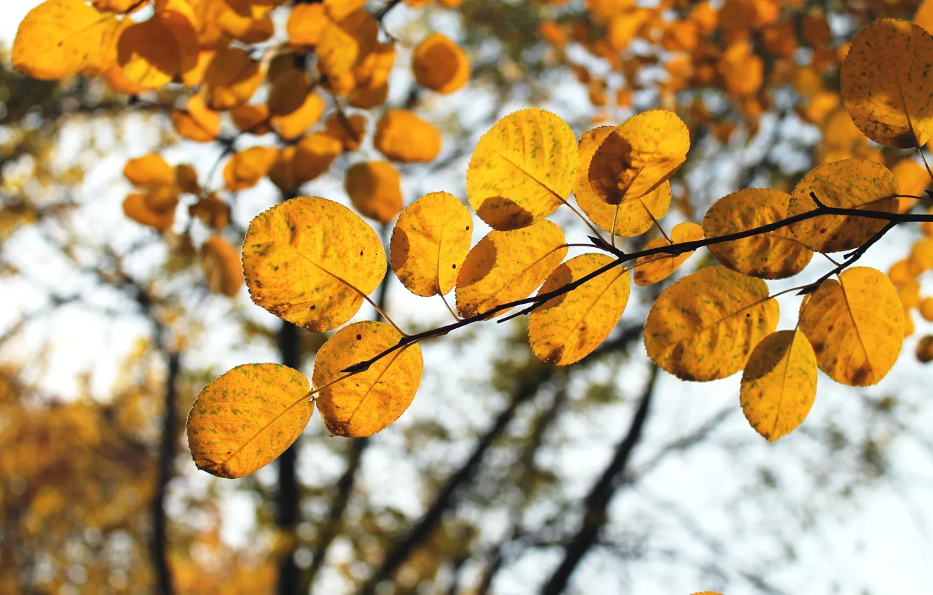 Photo wallpaper autumn, leaves, macro, yellow