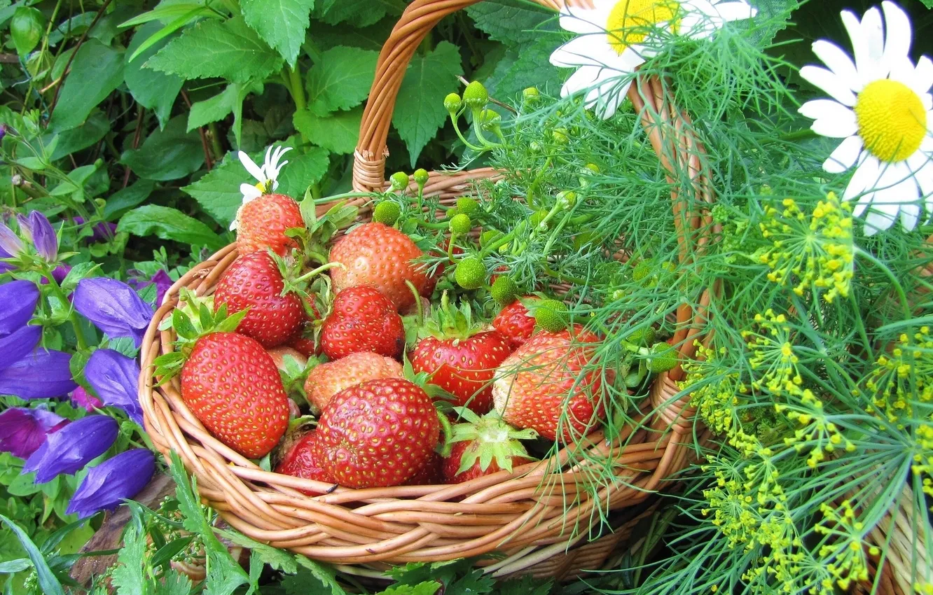 Photo wallpaper flowers, berries, chamomile, strawberry, basket