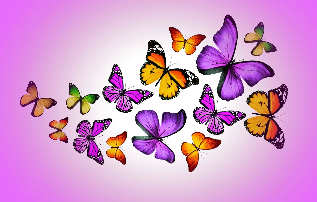 Photo wallpaper butterfly, colorful, purple, butterflies, design by Marika