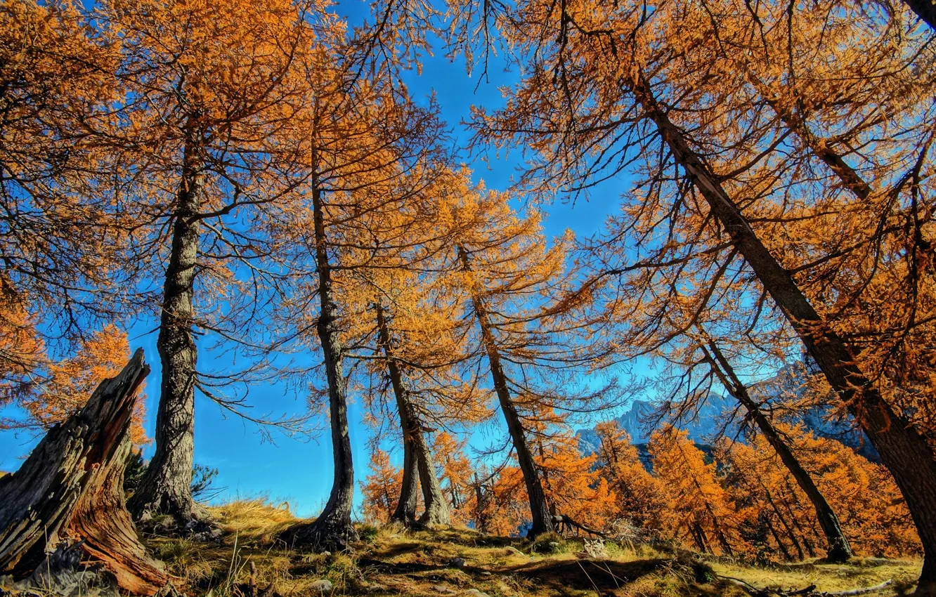 Photo wallpaper autumn, the sky, trees
