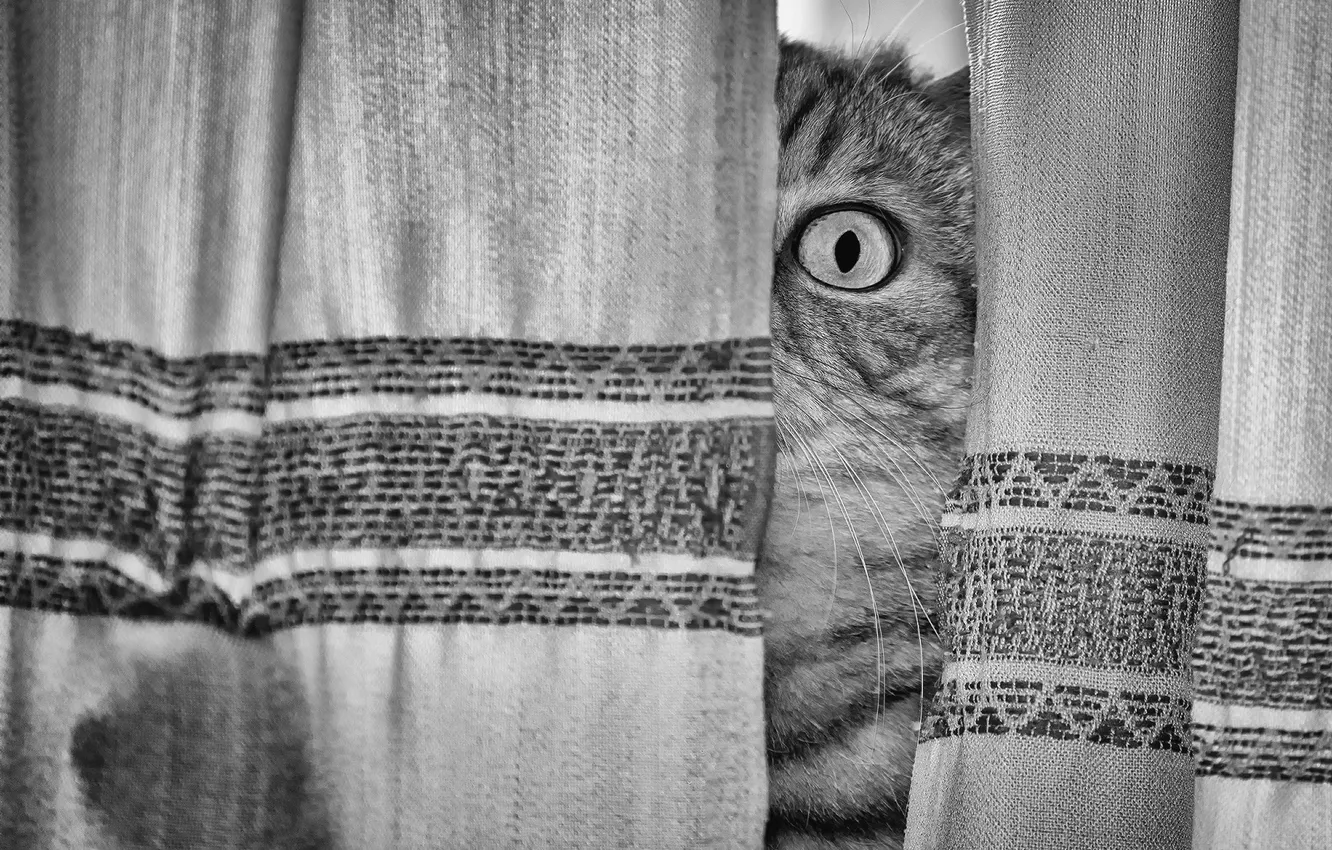 Photo wallpaper eye, look, curtain, feline