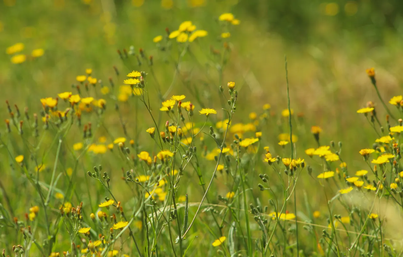 Photo wallpaper flower, yellow, meadow