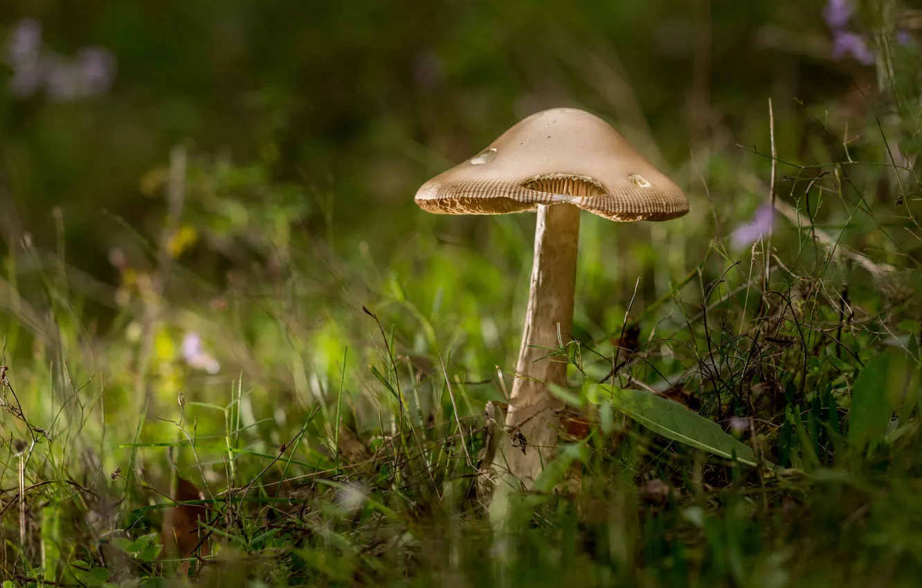 Photo wallpaper grass, background, glade, mushrooms, hole, hat, bokeh