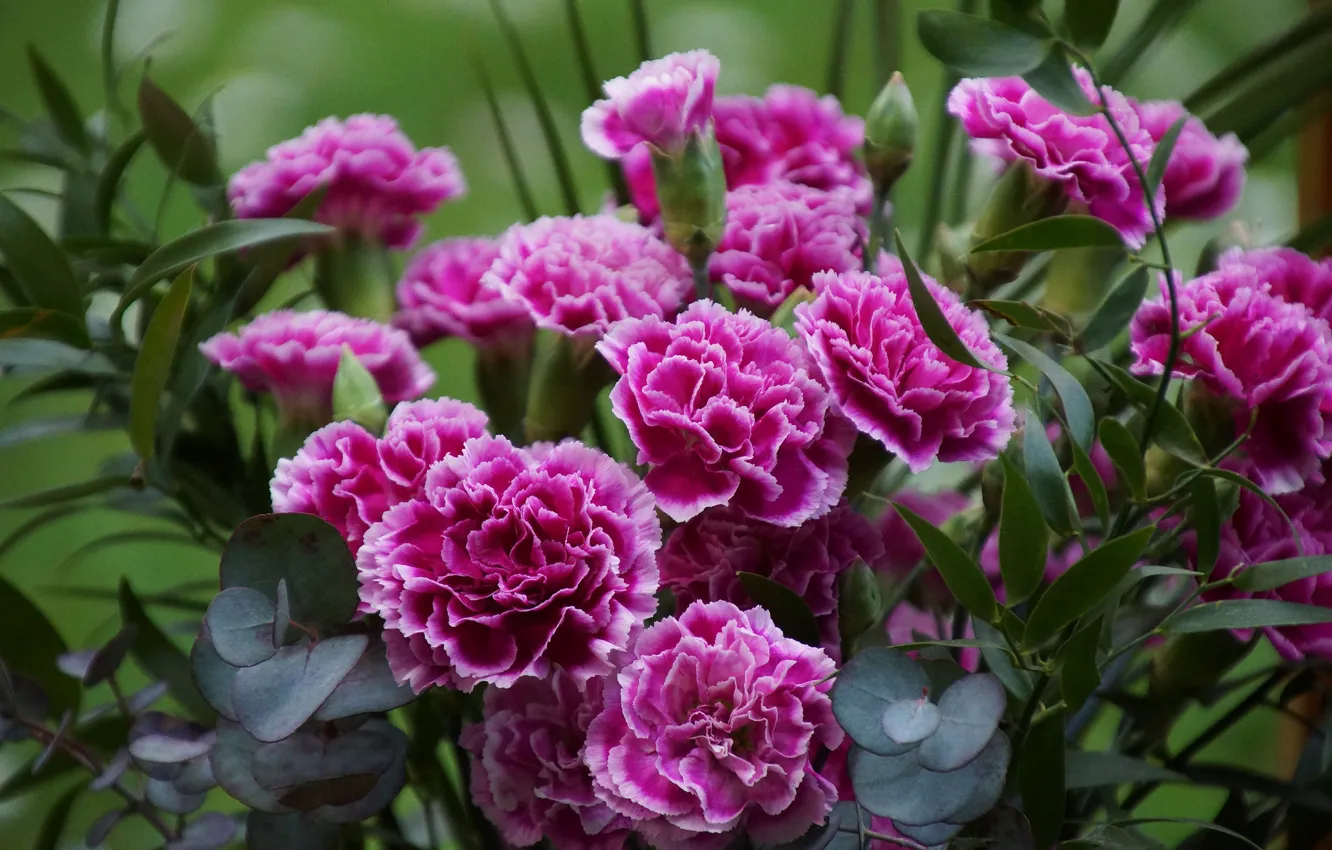 Photo wallpaper leaves, bouquet, clove