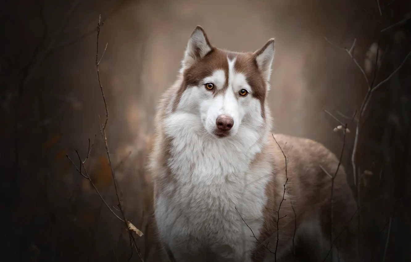 Photo wallpaper look, branches, dog, husky, bokeh