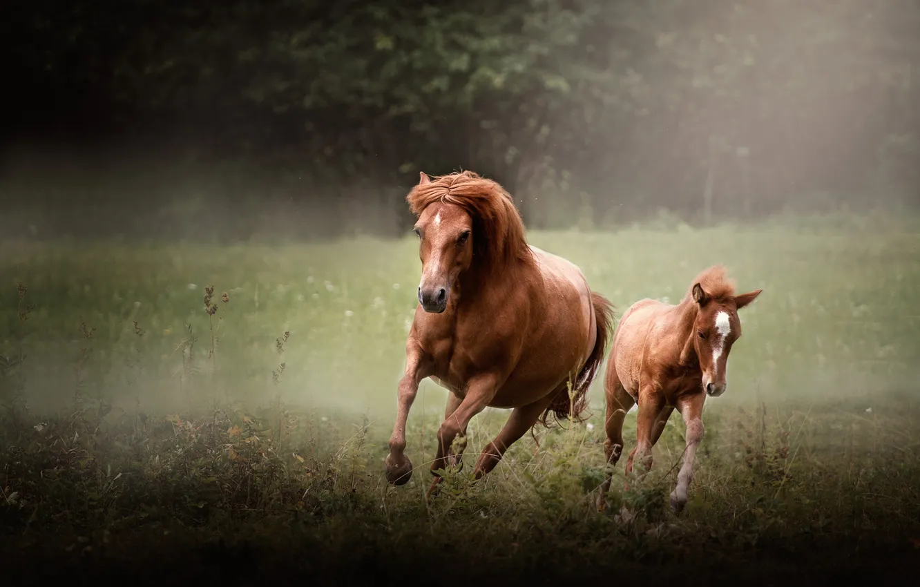 Photo wallpaper nature, horse, horse, running, mother, horse, foal
