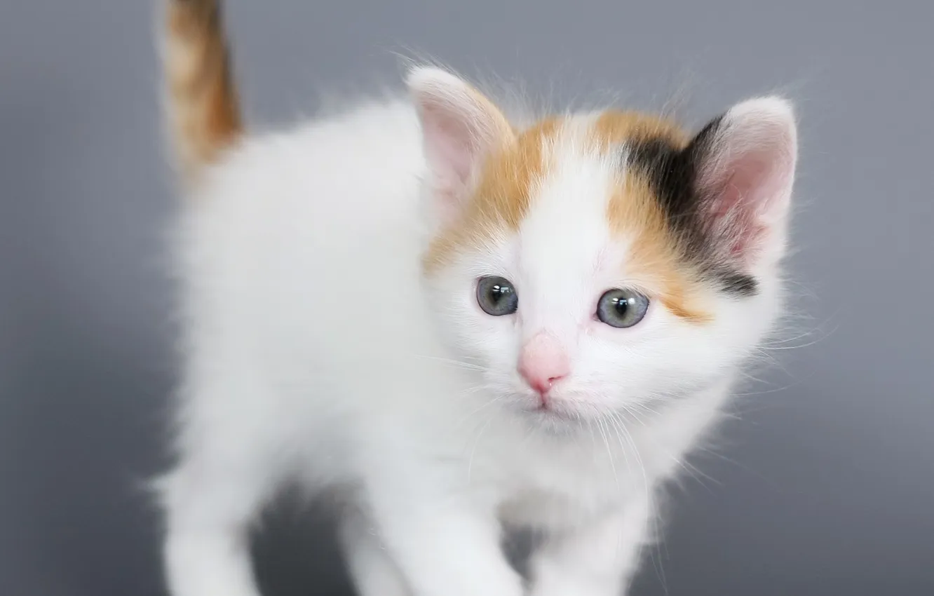 Photo wallpaper cat, look, pose, baby, kitty, grey background, face, ponytail