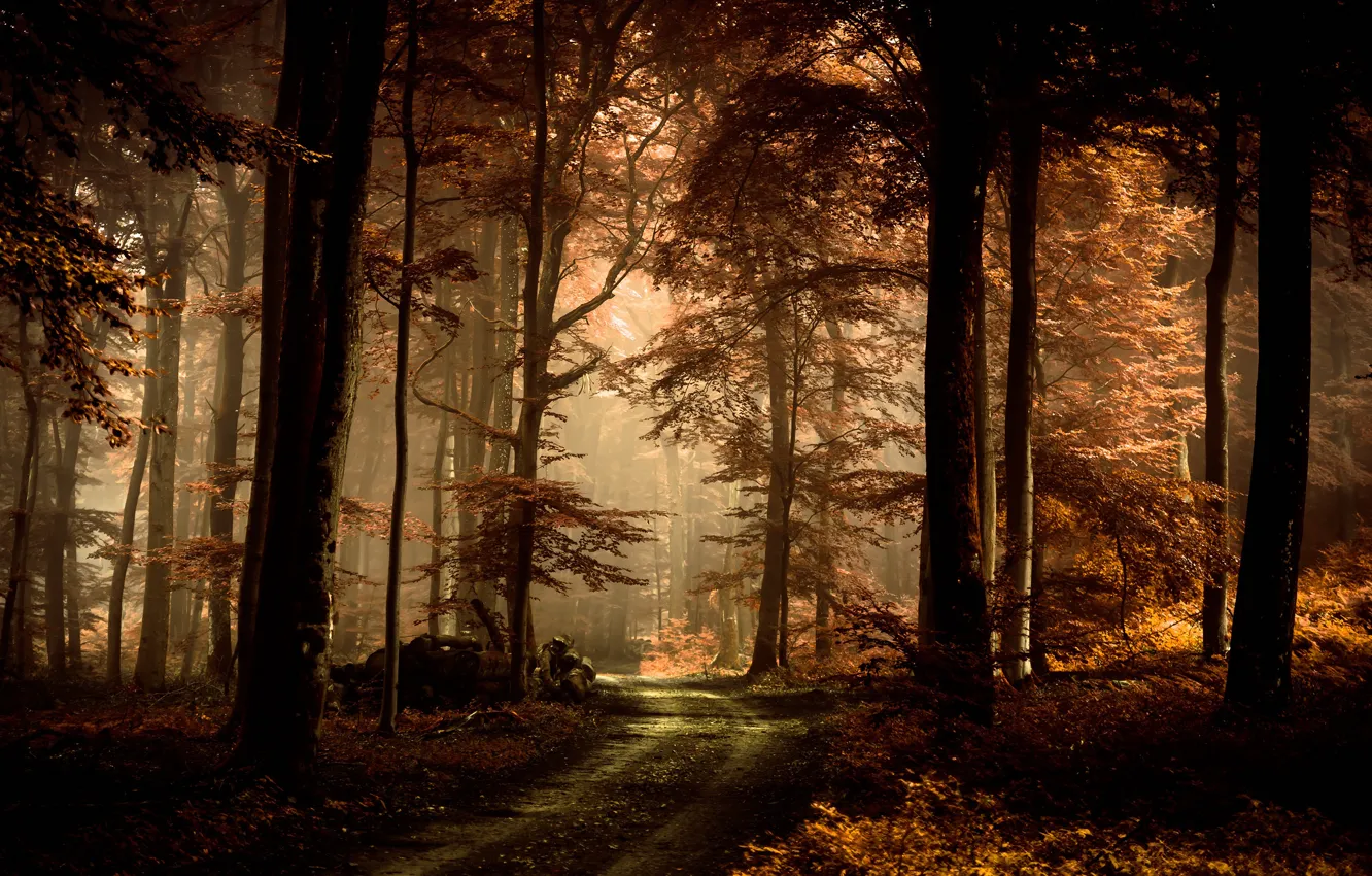 Photo wallpaper road, autumn, forest, leaves, light, trees, branches, fog