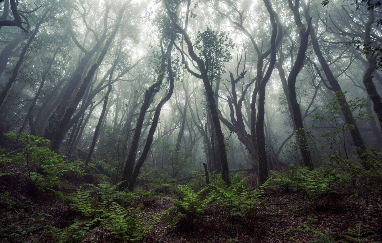 Photo wallpaper forest, trees, nature, fog, fern