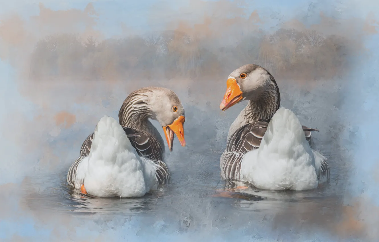 Photo wallpaper nature, treatment, pond, geese