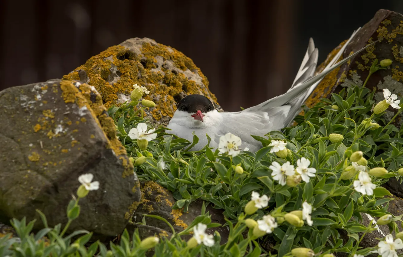 Photo wallpaper flowers, stones, bird, seagulls