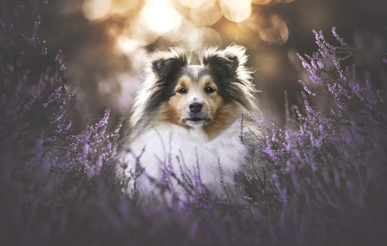 Photo wallpaper look, light, flowers, nature, glare, glade, portrait, dog
