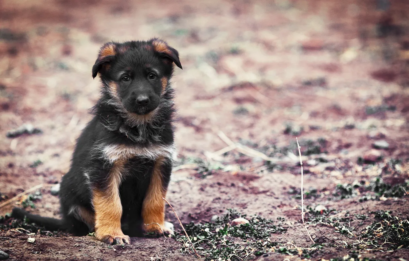 Photo wallpaper background, dog, puppy