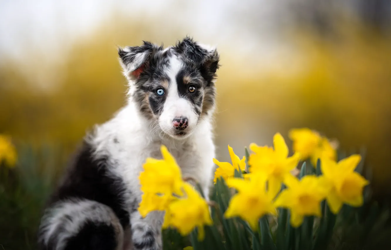 Photo wallpaper look, flowers, yellow, nature, pose, dog, spring, puppy