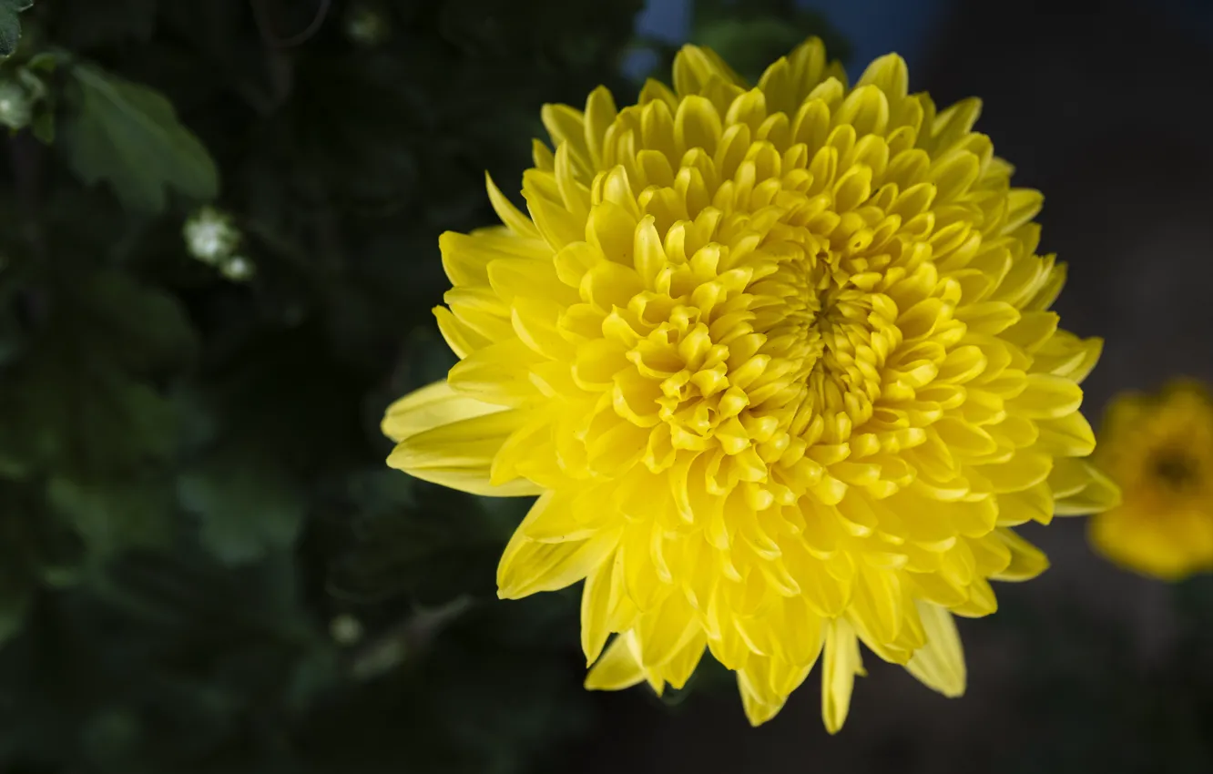 Photo wallpaper flower, the dark background, yellow, bokeh, chrysanthemum