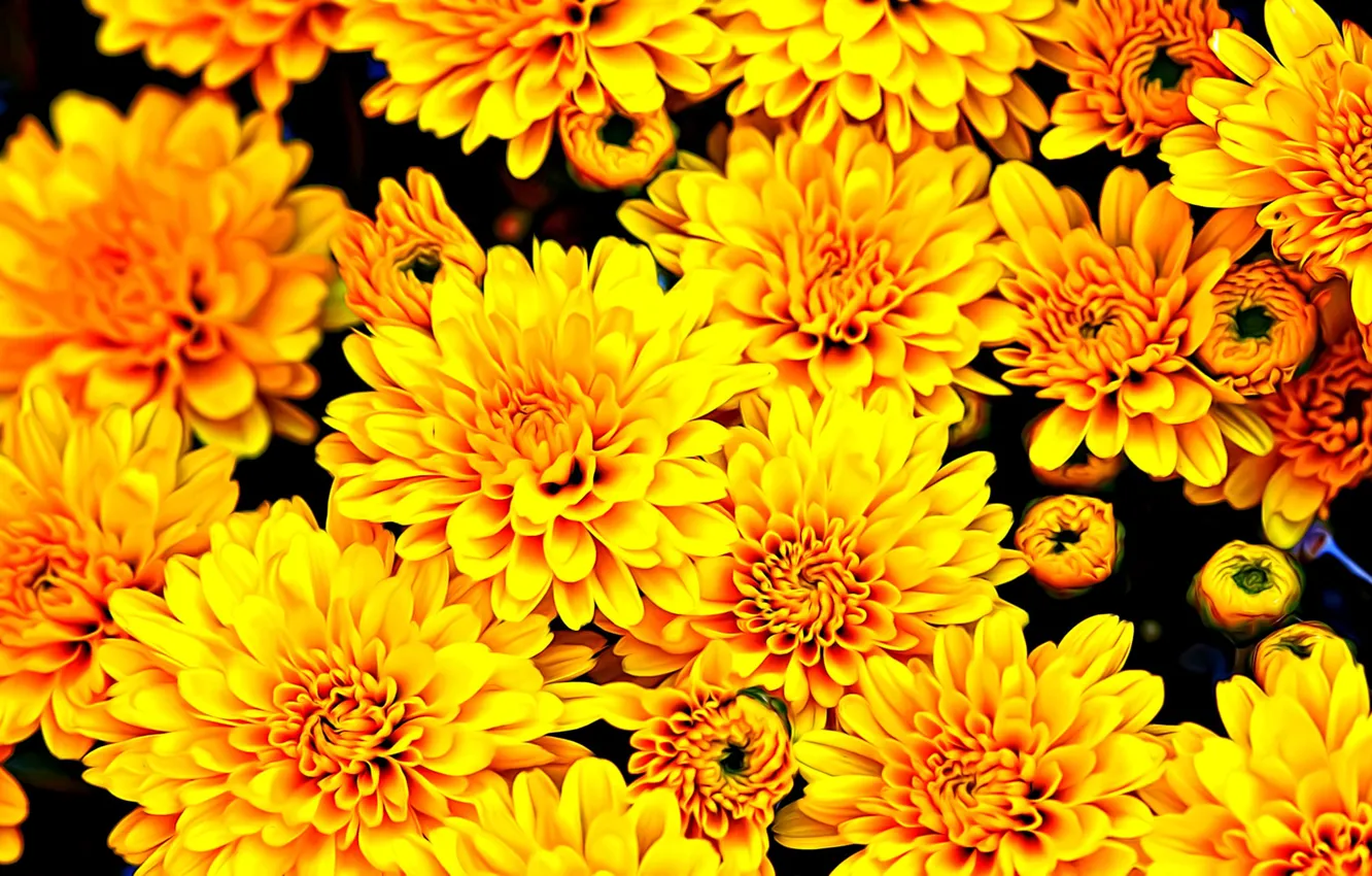 Photo wallpaper flowers, yellow, rendering, Wallpaper, paint, petals, buds, chrysanthemum