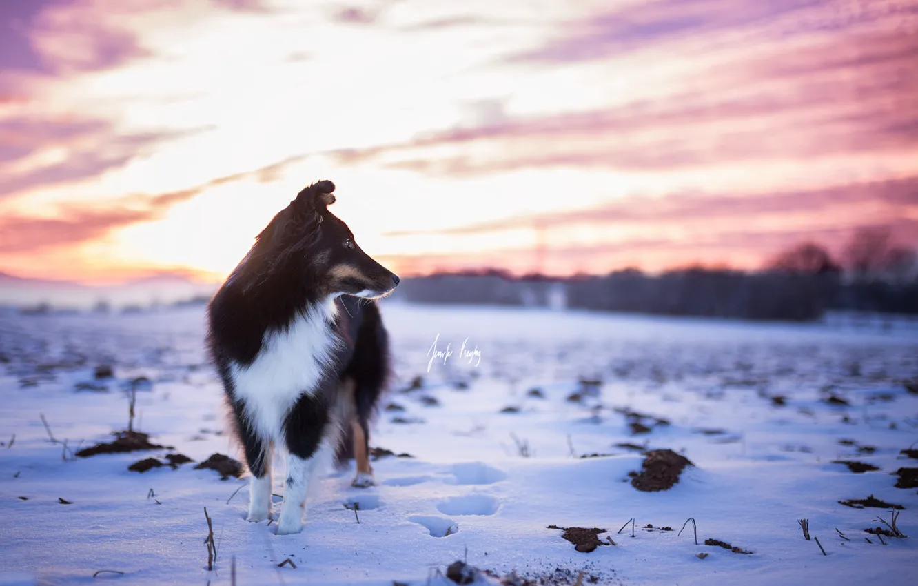 Photo wallpaper winter, sunset, dog