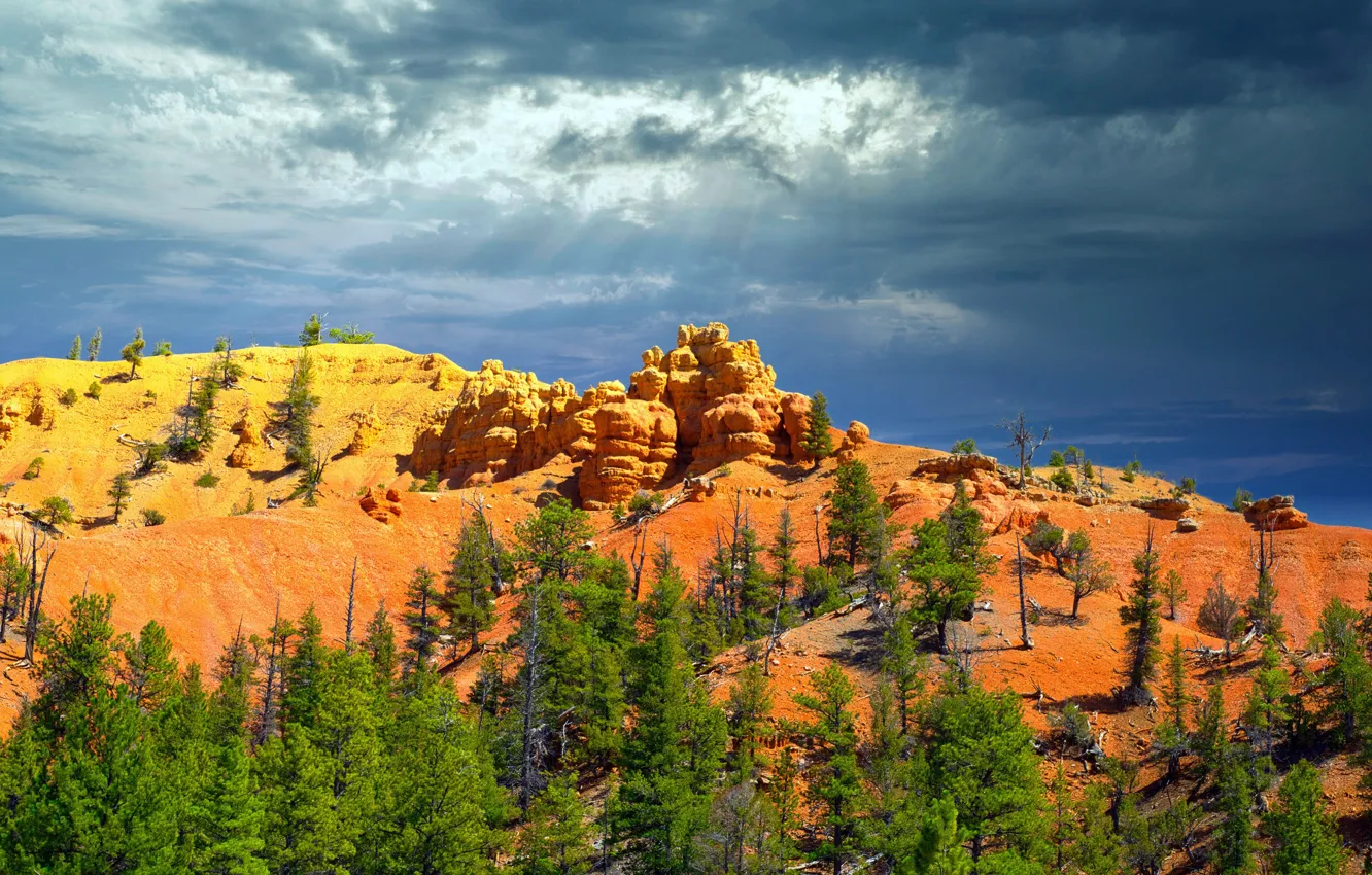 Photo wallpaper clouds, trees, america, Forest Park, West Highlands