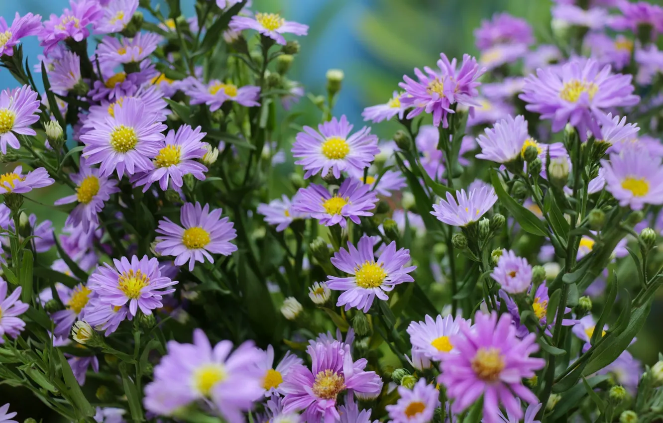 Photo wallpaper a lot, lilac, buds, asters