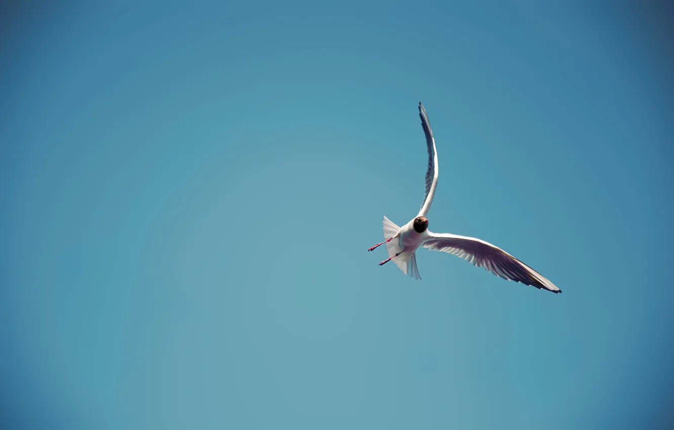 Photo wallpaper the sky, flight, height, seagulls, wings, feathers
