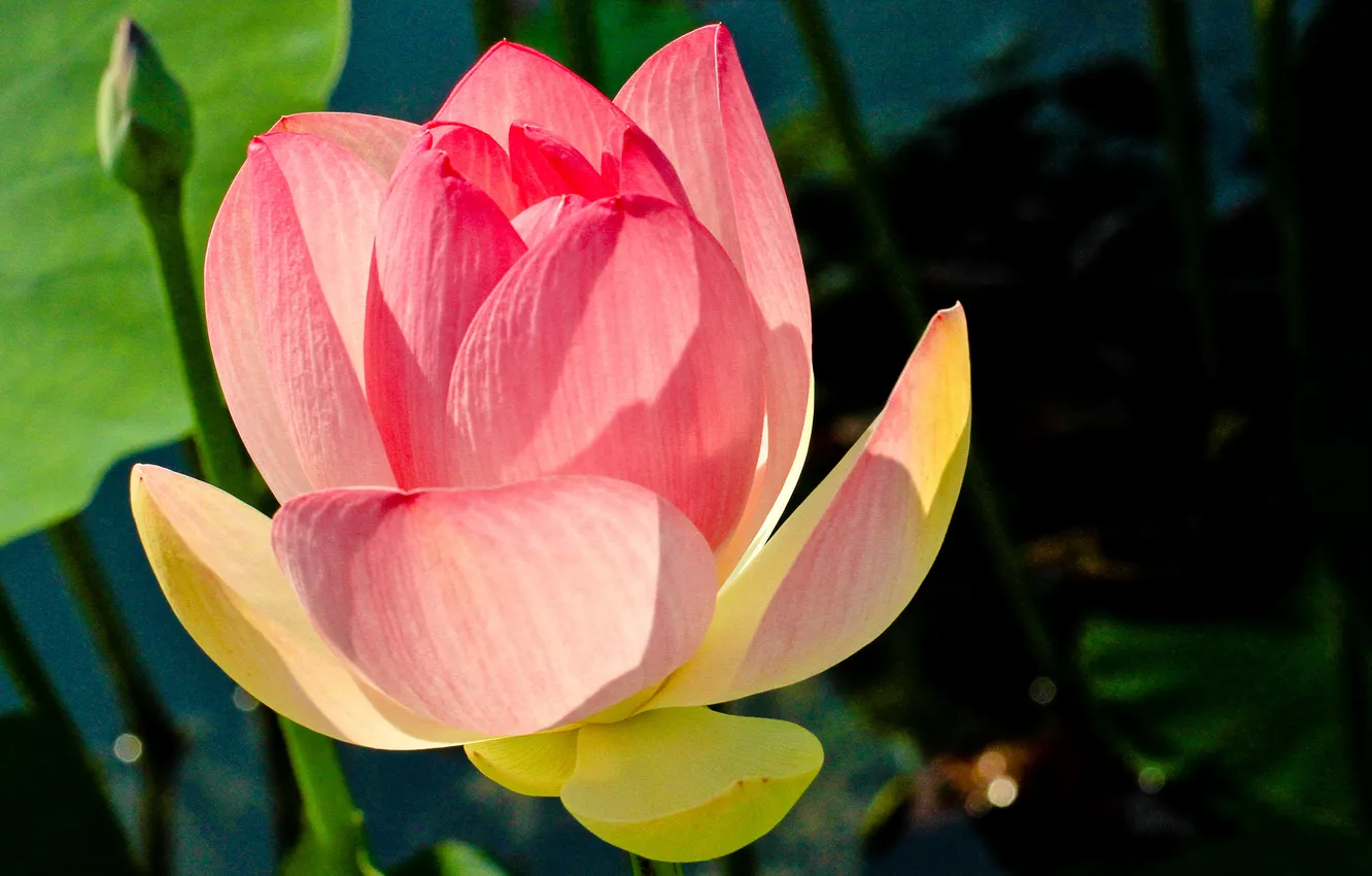 Photo wallpaper leaves, flowers, petals, Lotus, pond