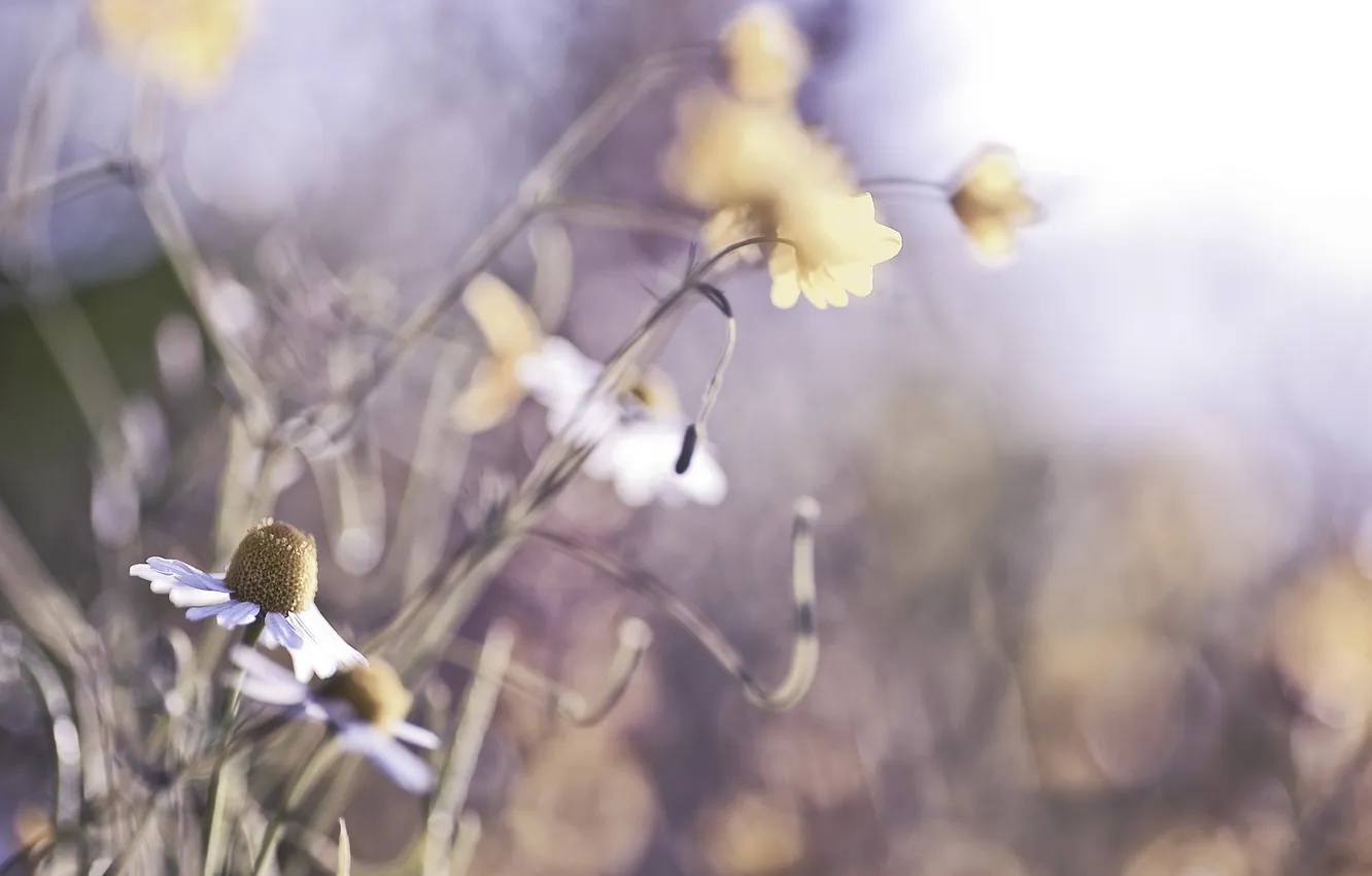 Photo wallpaper macro, flowers, nature, chamomile