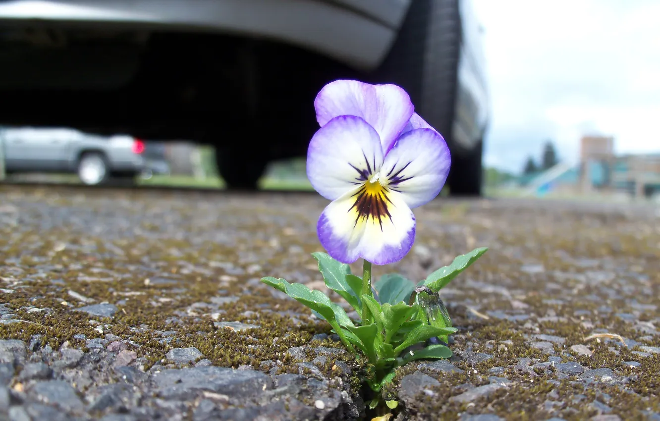 Photo wallpaper road, flowers, the city, roadside