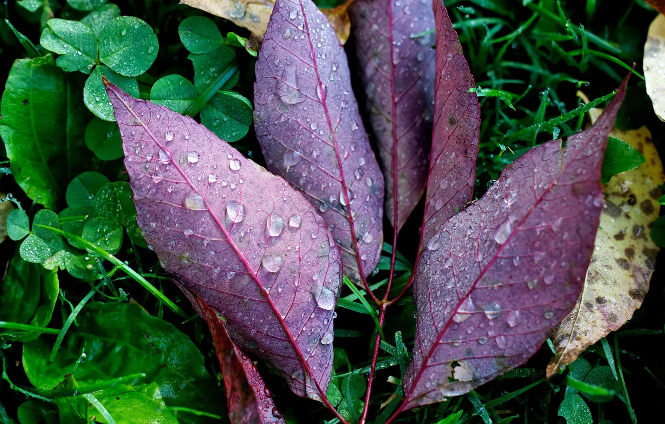 Photo wallpaper greens, autumn, grass, leaves, drops, macro, nature