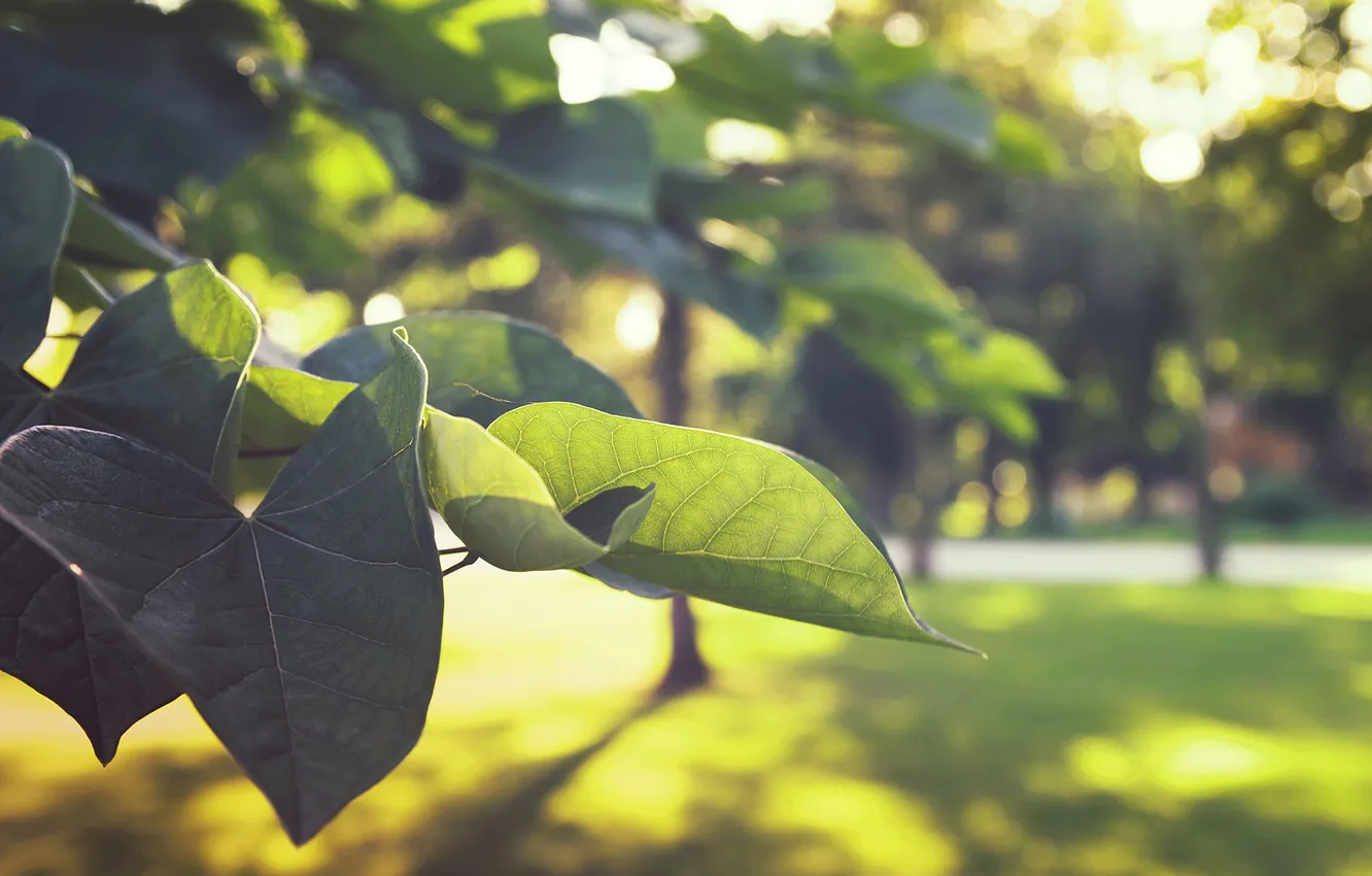 Photo wallpaper summer, leaves, green