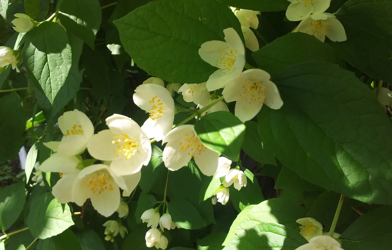 Photo wallpaper flowers, petals, Jasmine, Mock orange