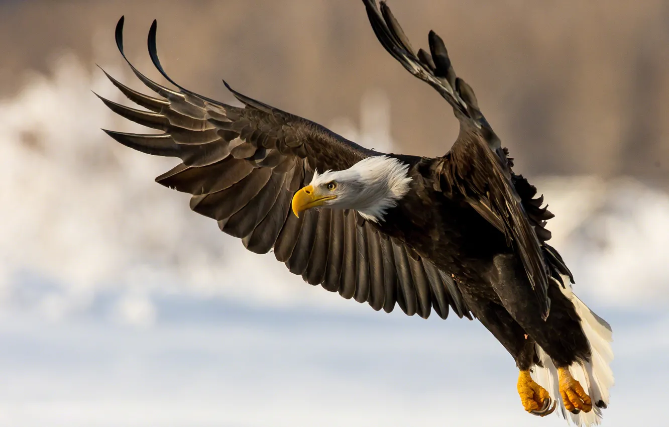 Photo wallpaper bird, wings, predator, bald eagle