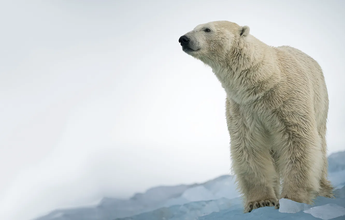 Photo wallpaper ice, winter, look, face, snow, nature, pose, ice