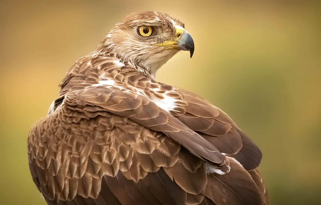 Photo wallpaper nature, bird, Hawk eagle