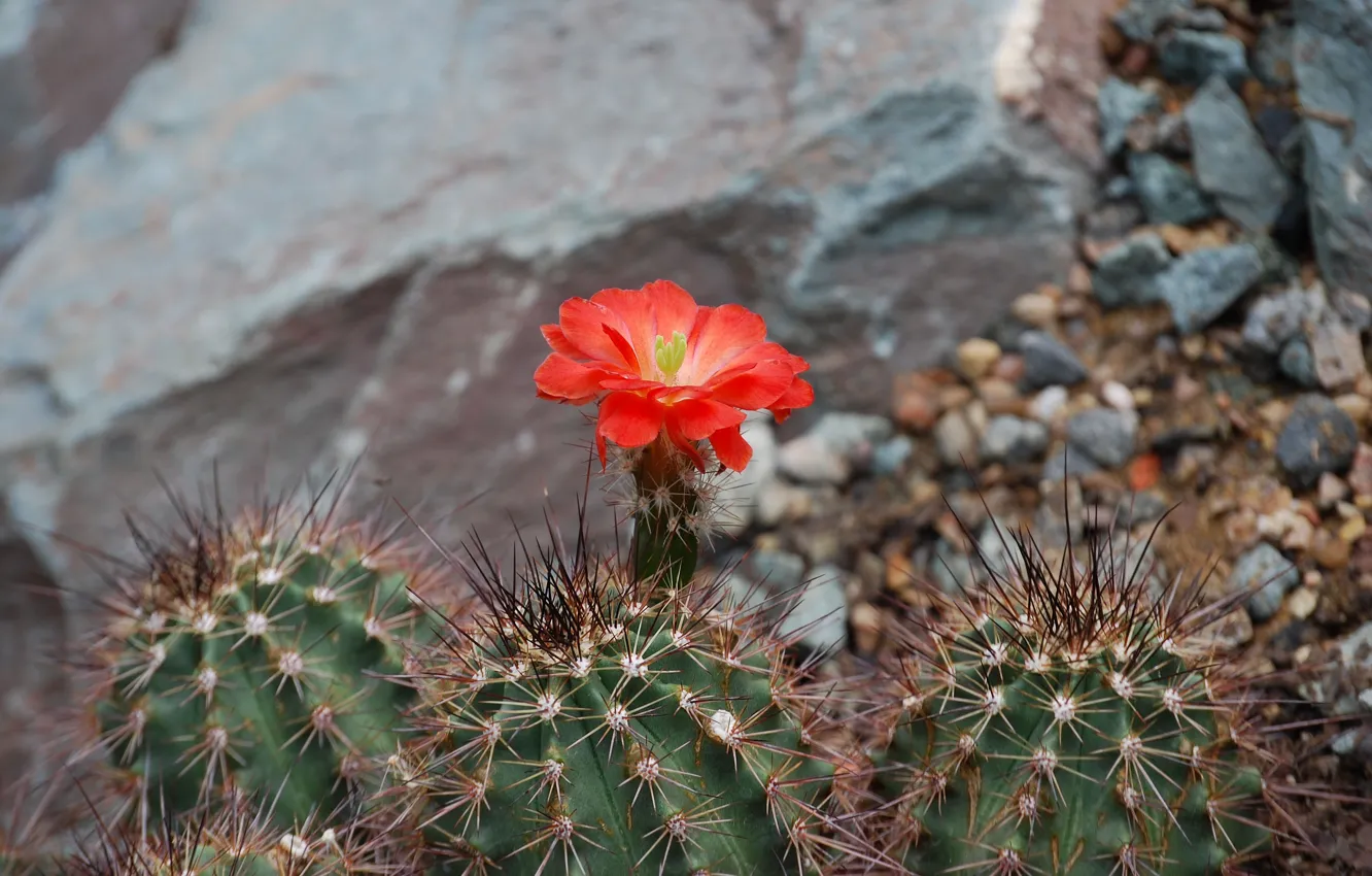 Photo wallpaper needles, nature, rock, stones, cactus, red flower