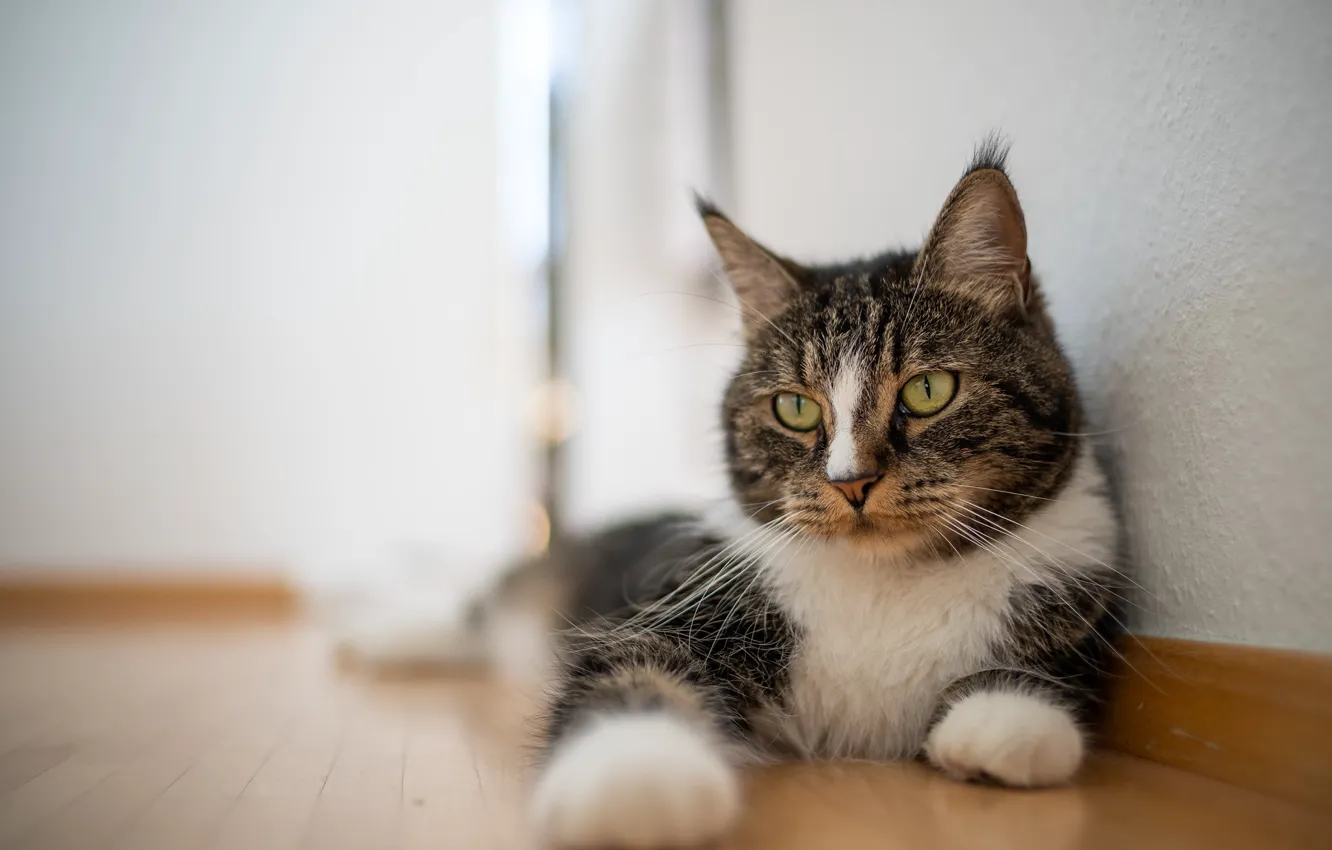 Photo wallpaper cat, looks