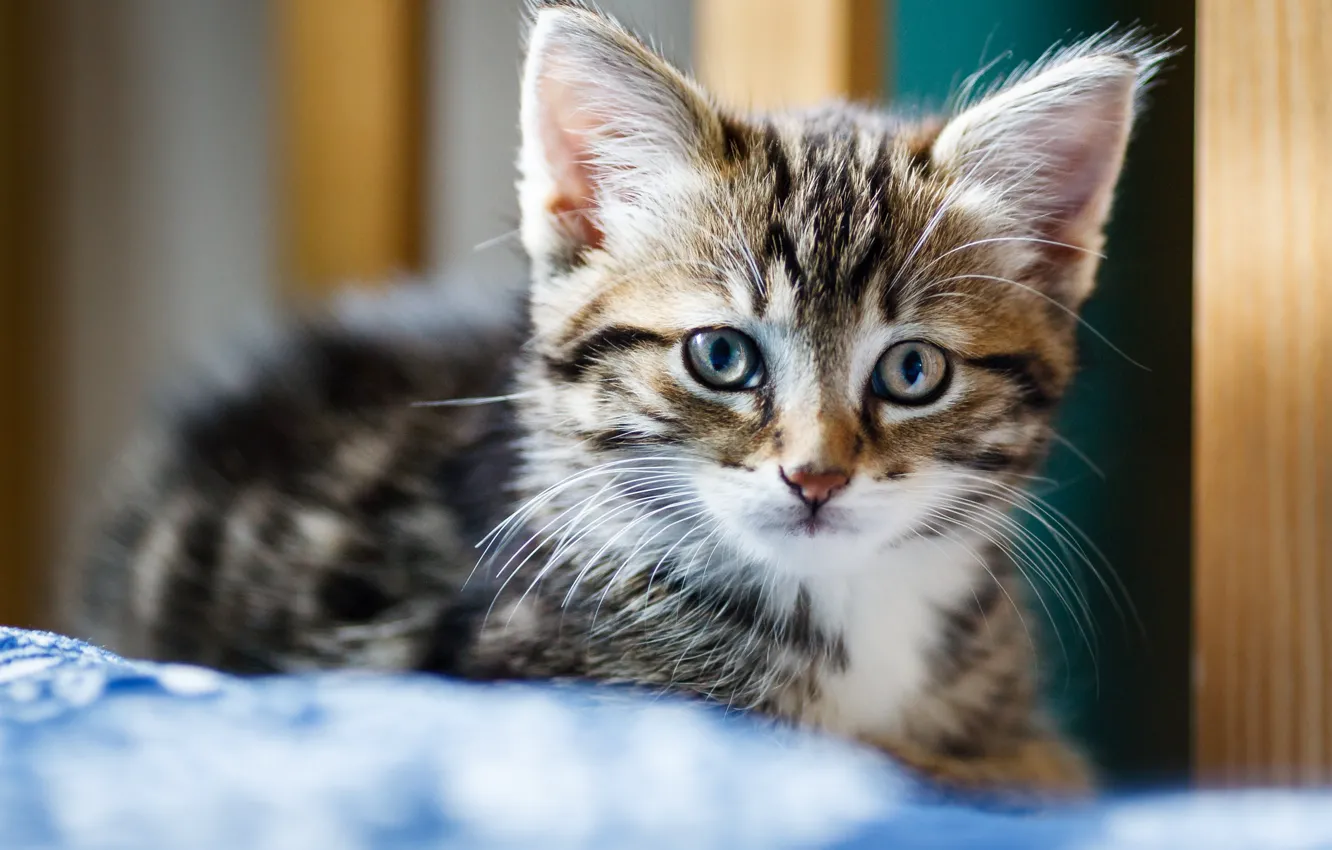 Photo wallpaper portrait, baby, kitty