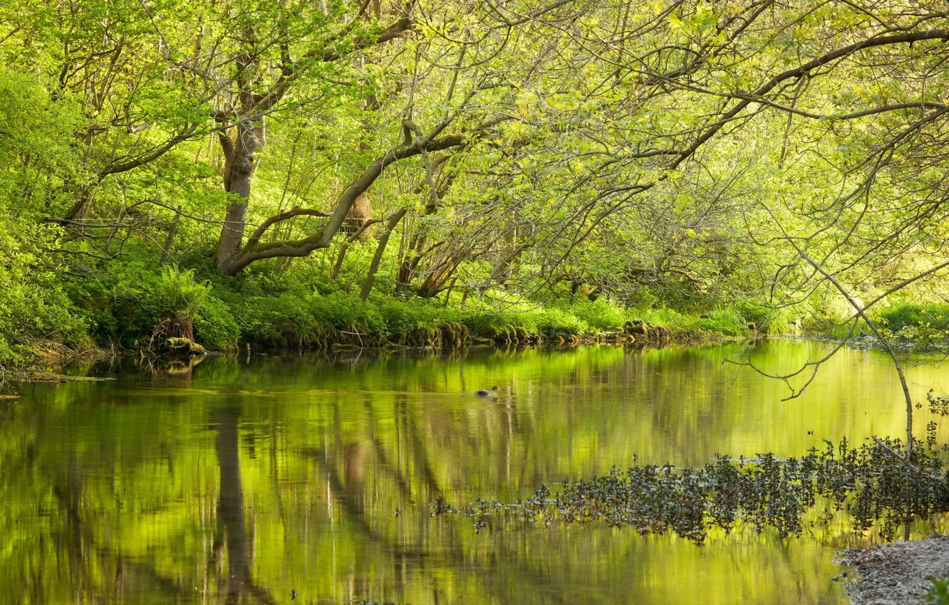 Photo wallpaper forest, lake, spring