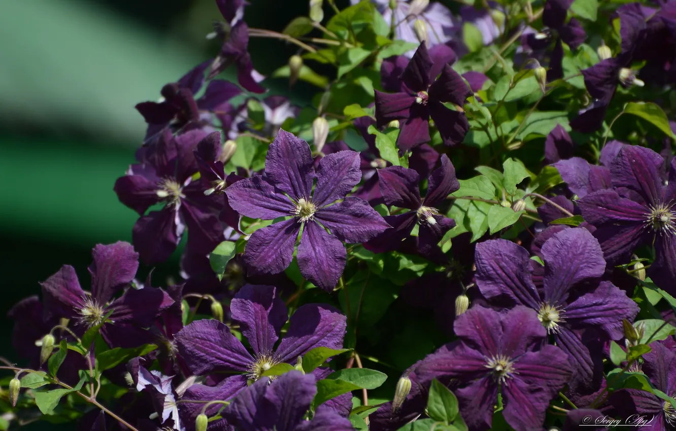 Photo wallpaper summer, flowers, nature, clematis